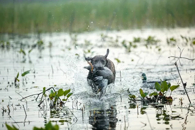 a vase of flowers sitting on a table