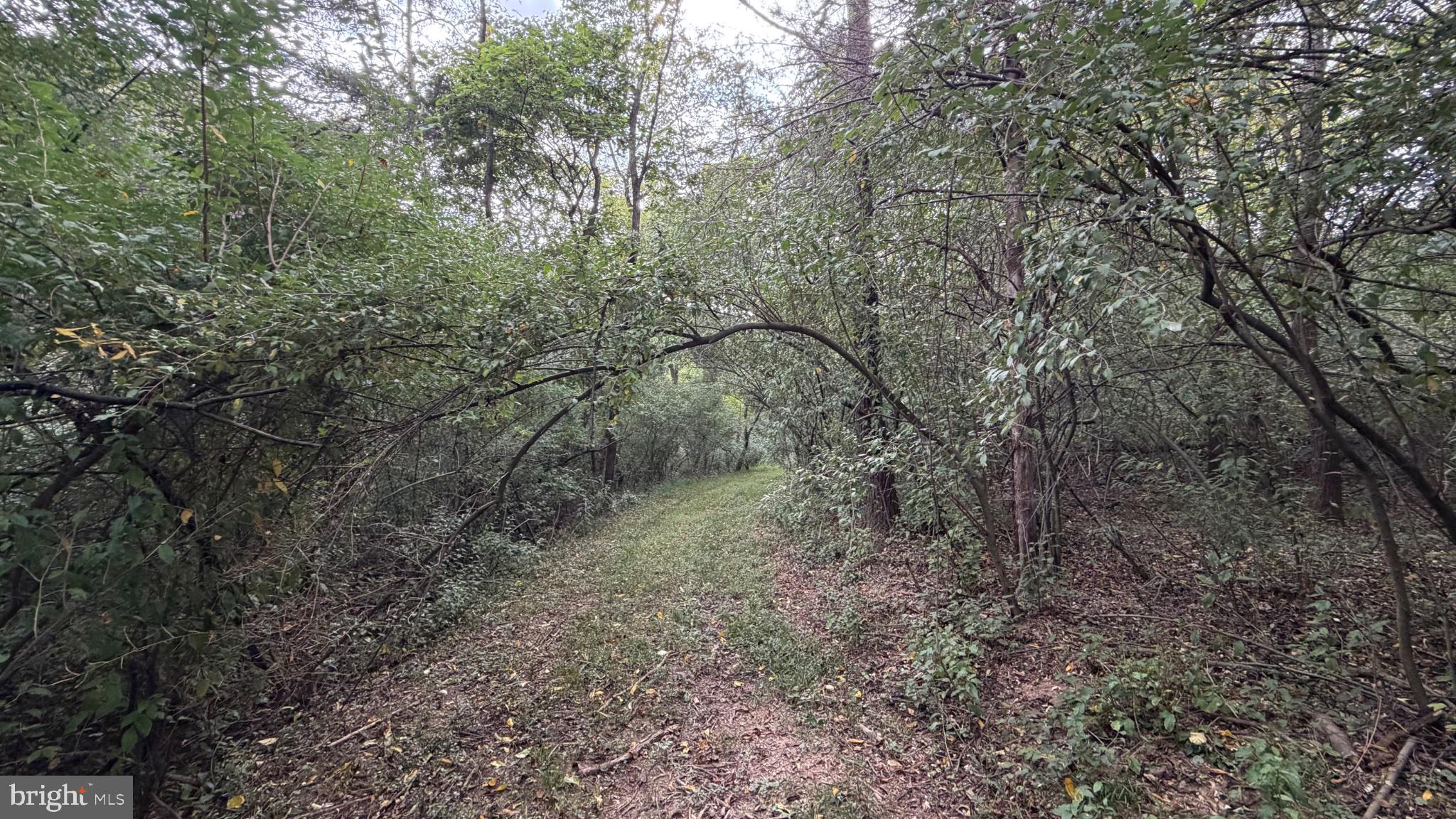 2983 Old Winchester Road Boyce, VA 22620 - Photo 78 of 98 Wide enough for a horse, 4 wheel or hiking trail.