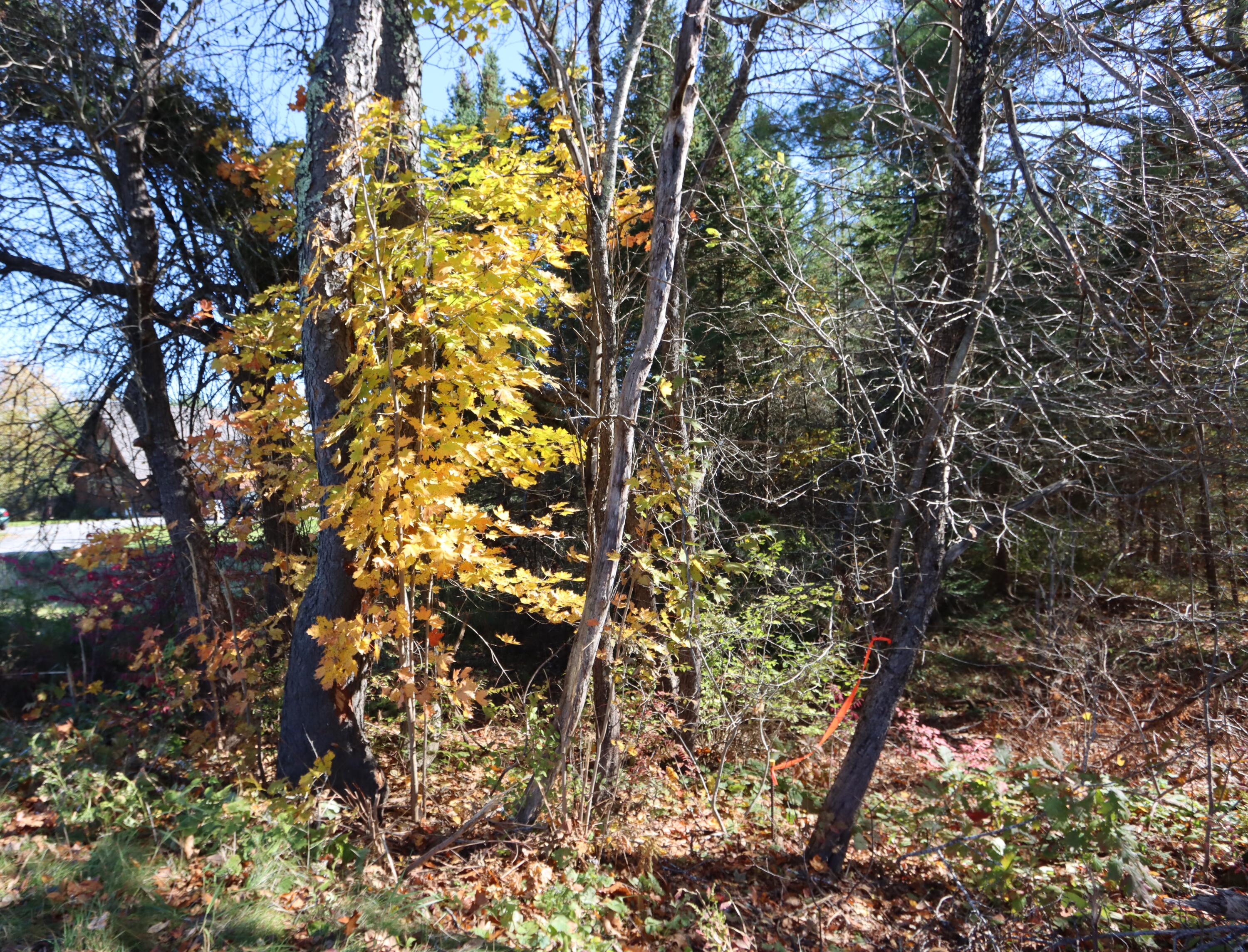 Lot 25 Howe Road Whitefield, ME 04353 - Photo 12 of 13 IMG_9673