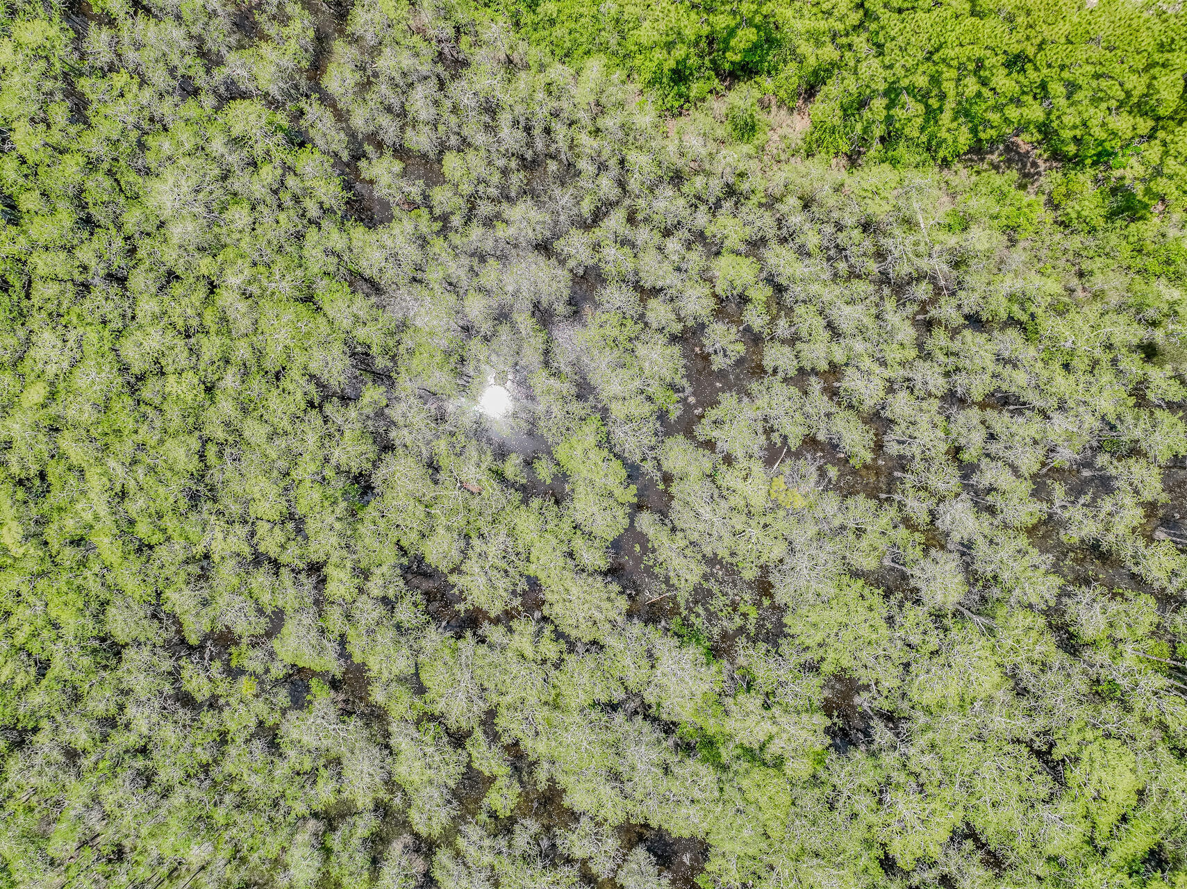 47 Cypress Walk Santa Rosa Beach, FL 32459 - Photo 45 of 46