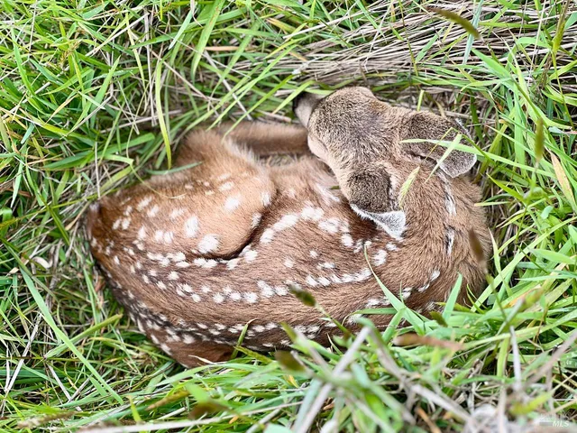 $1,395,000 | 35844 Sea Ridge Road, The Sea Ranch, CA 95497