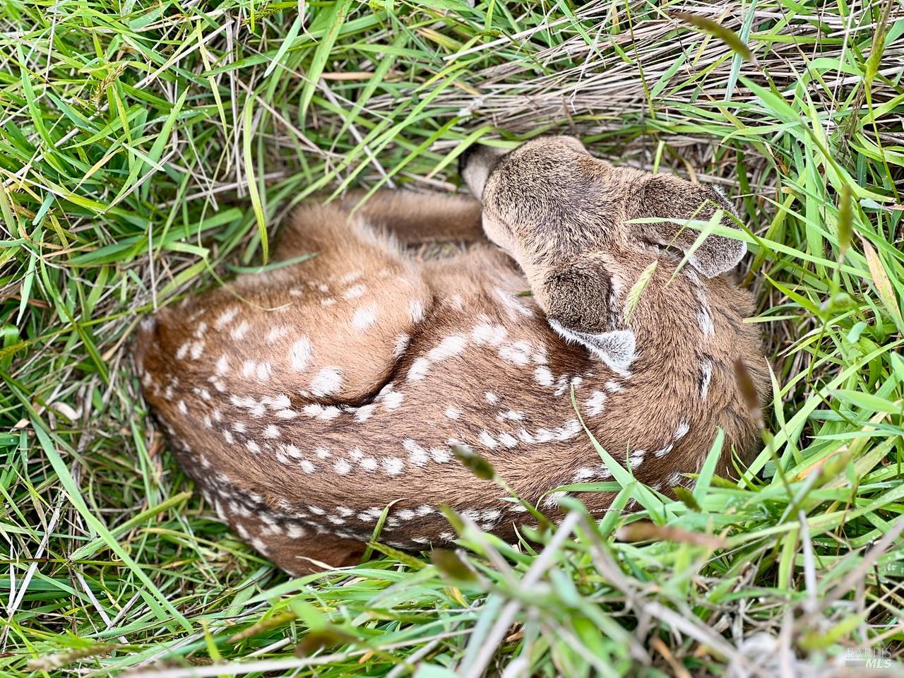 35844 Sea Ridge Road The Sea Ranch, CA 95497 - Photo 22 of 27