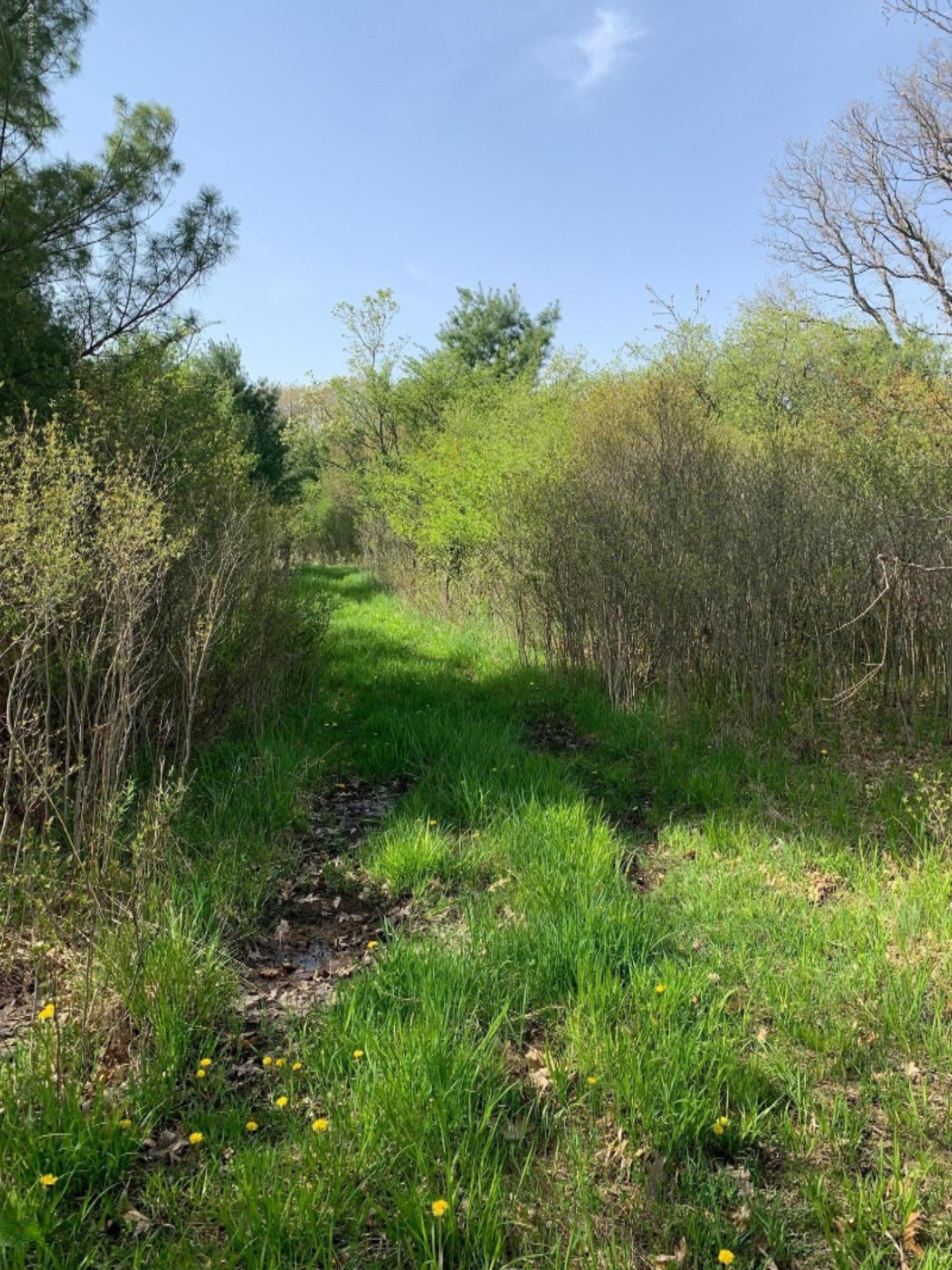 1240 19 Mile Road Marion, MI 49665 - Photo 8 of 25 trails