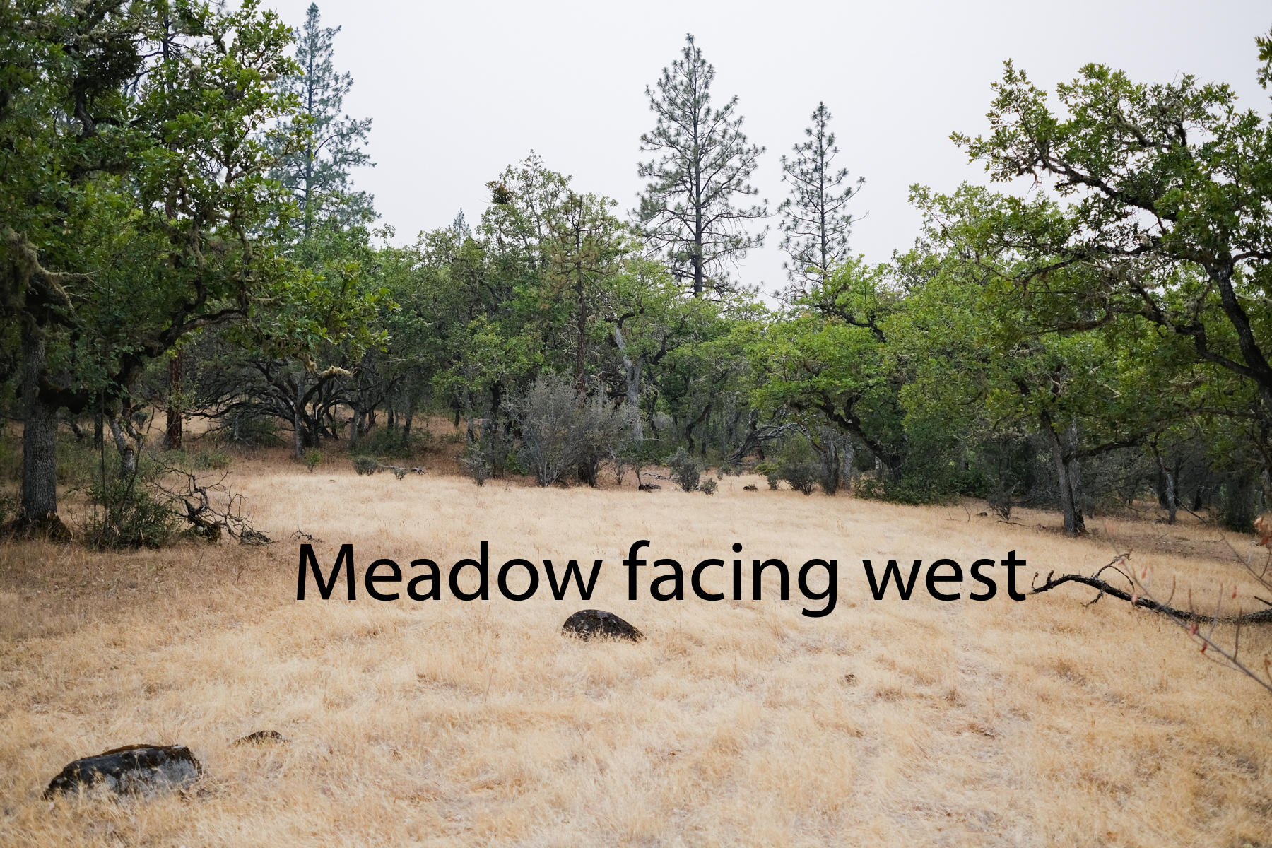 6096 Lost Creek Road Eagle Point, OR 97524 - Photo 56 of 62 meadow facing west