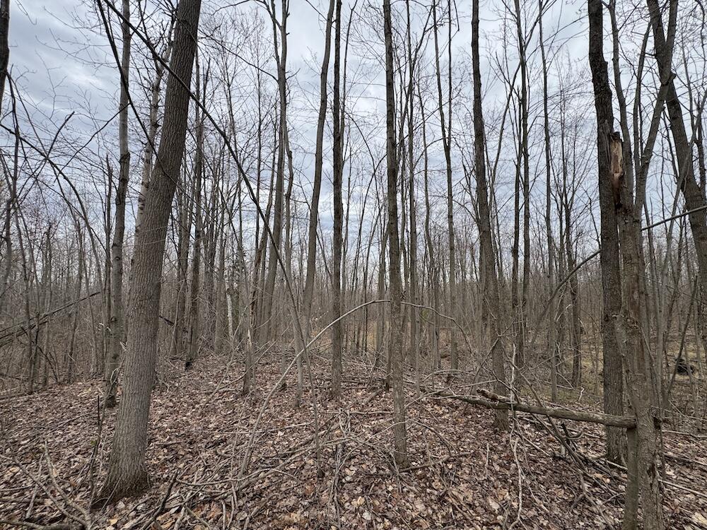 1734 North Galbraith Road Mio, MI 48647 - Photo 69 of 120 IMG_1911