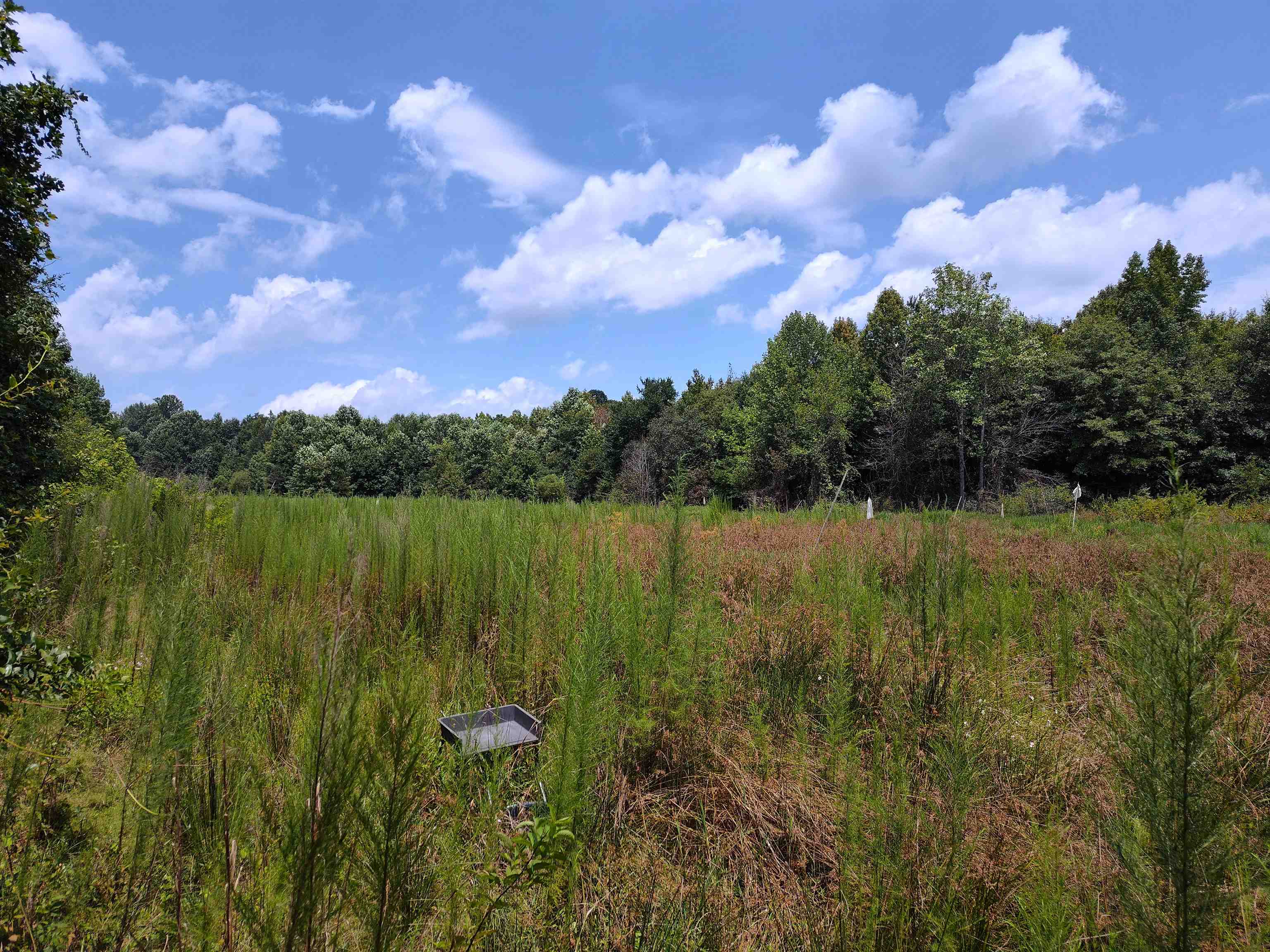 190 Griffin Road Chesnee, SC 29323 - Photo 4 of 5