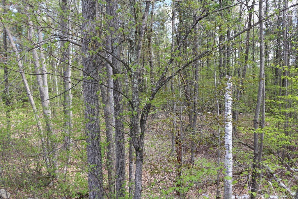 Lot 20 Ludlow Road Windham, NH 03087 - Photo 4 of 10 Gallery Image 4