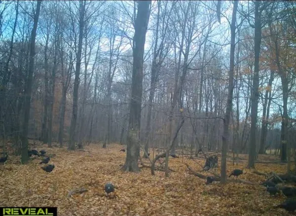 $249,000 | 51133 Creglow Road, Marcellus, MI 49067