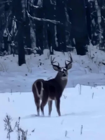 $249,000 | 51133 Creglow Road, Marcellus, MI 49067