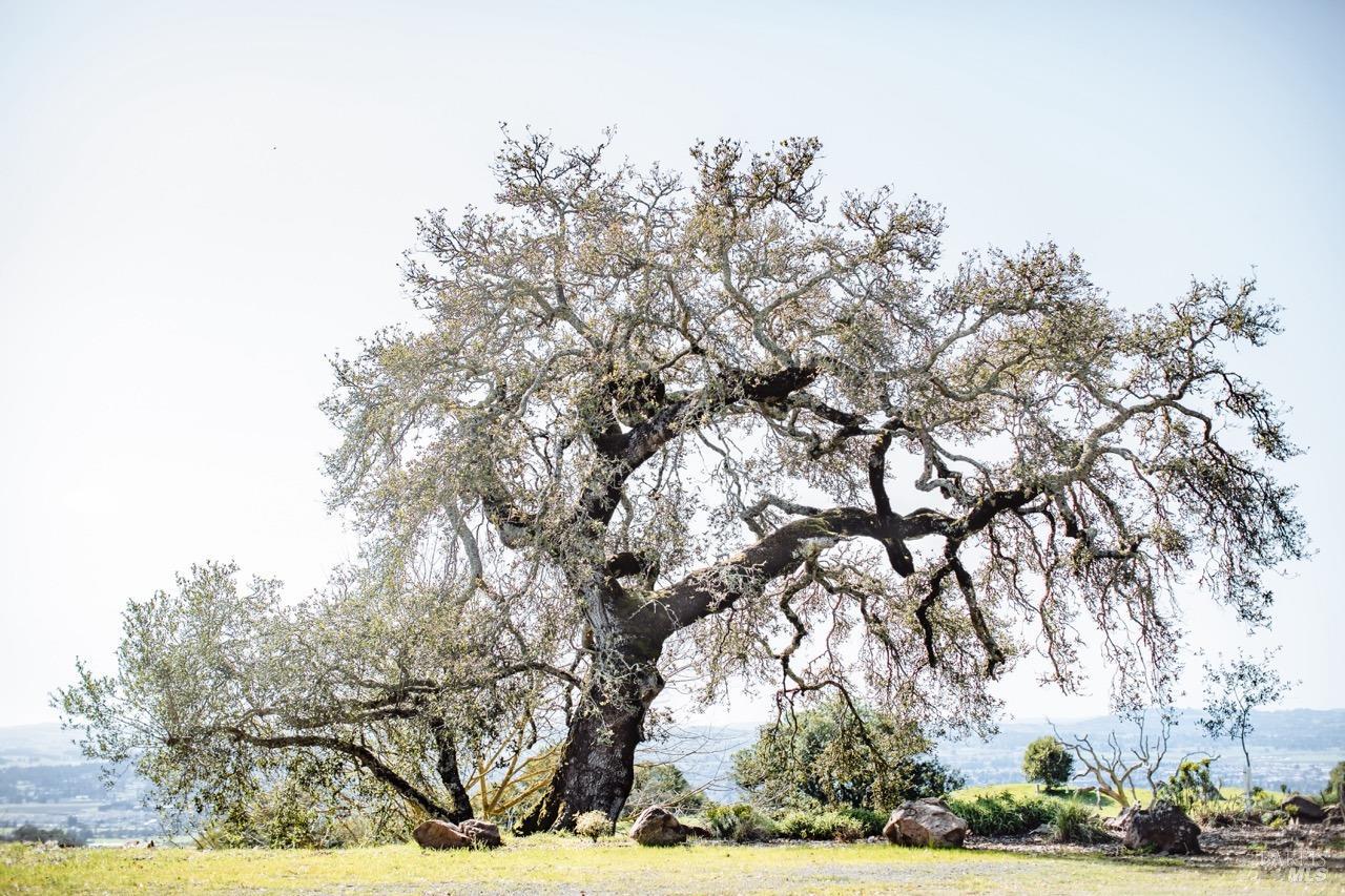 Undisclosed Address Penngrove, CA 94951 - Photo 66 of 70