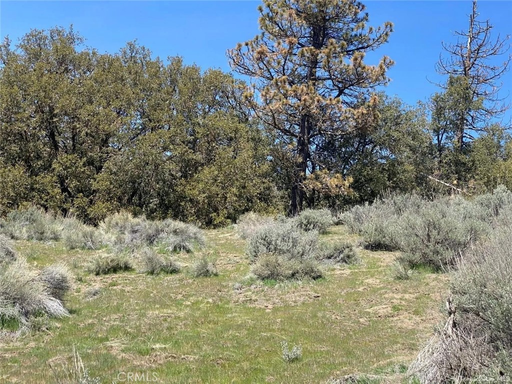 a view of a dry yard