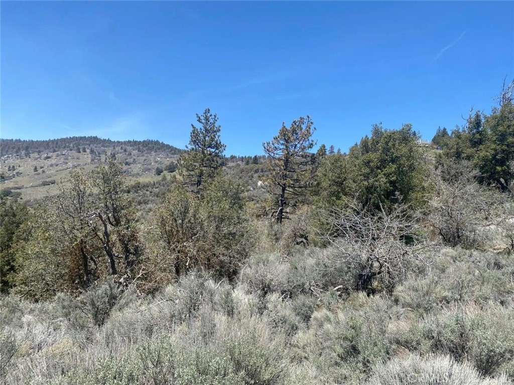 25301 Paramount Drive Tehachapi, CA 93561 - Photo 2 of 3 a view of a bunch of trees in a field