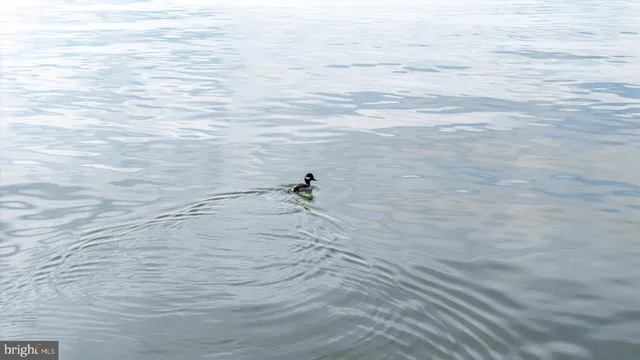 $945,000 | 26361 Chanticleer Road, Oxford, MD 21654