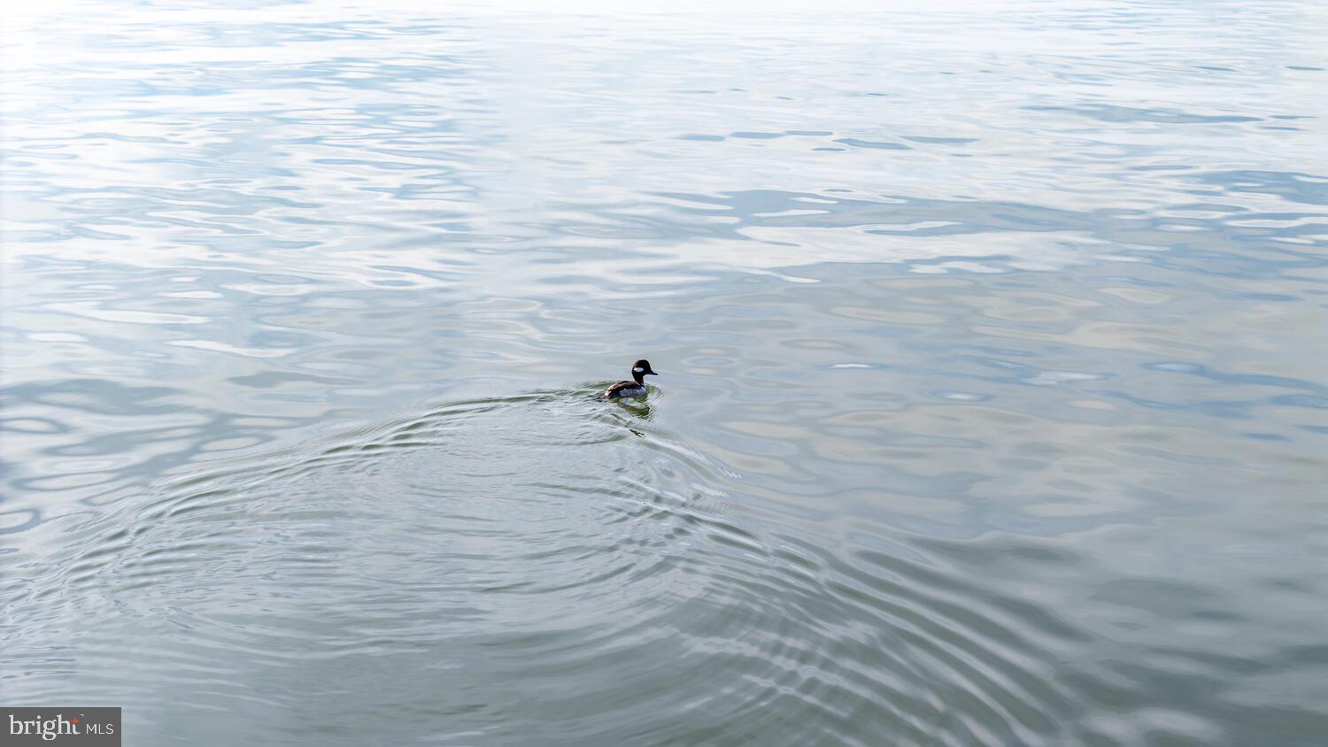 26361 Chanticleer Road Oxford, MD 21654 - Photo 23 of 28