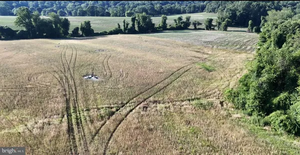 a street view with large trees
