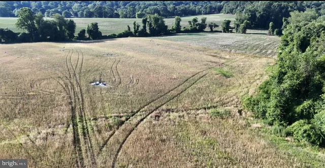 a street view with large trees