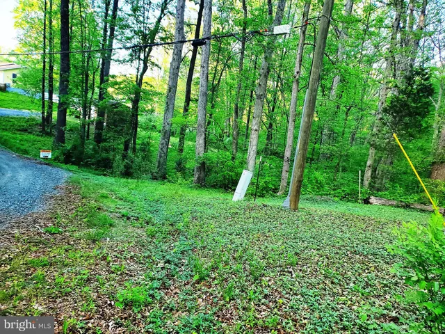 a view of a lush green forest