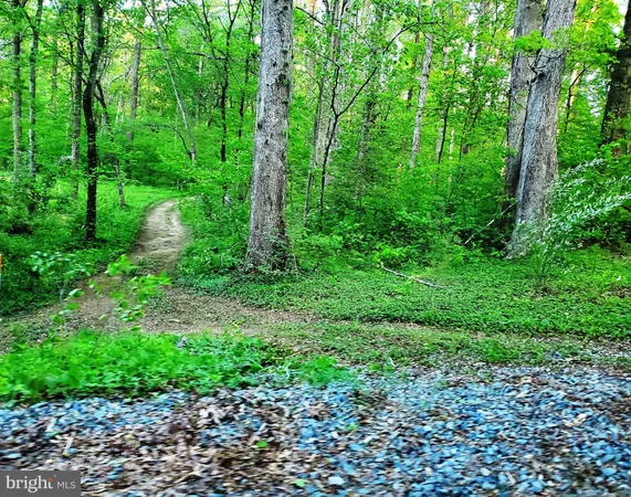 a view of a garden with plants and large trees