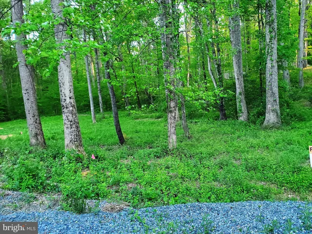 a view of a lush green forest