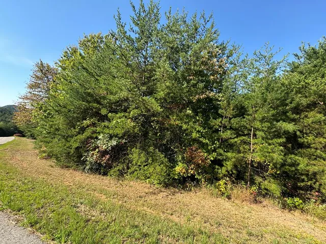 a view of a yard with a tree