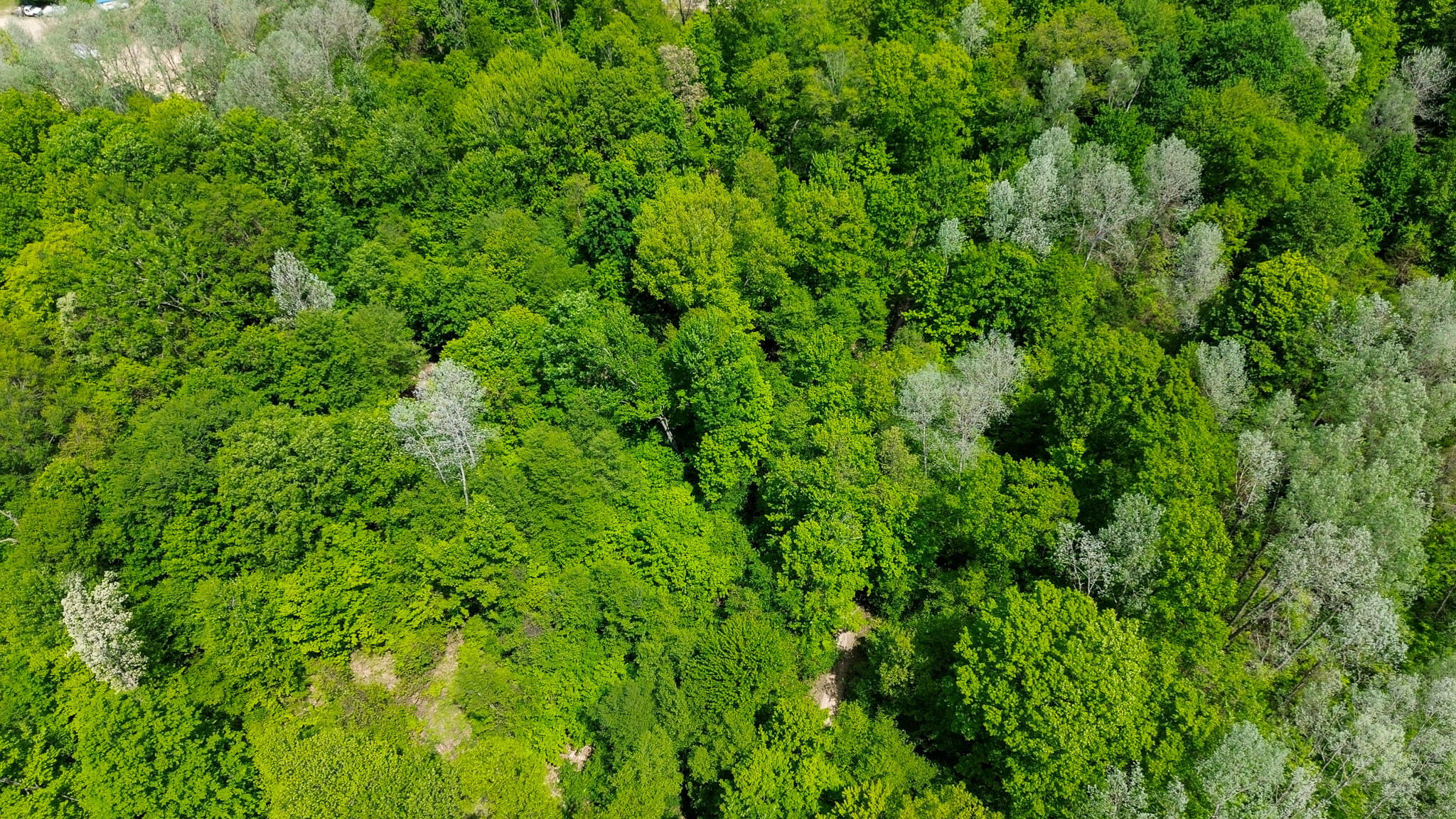 4196 West 4 Mile Road White Cloud, MI 49349 - Photo 59 of 65 DJI_0891