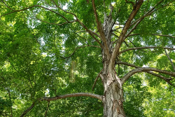 a backyard of a house with lots of trees