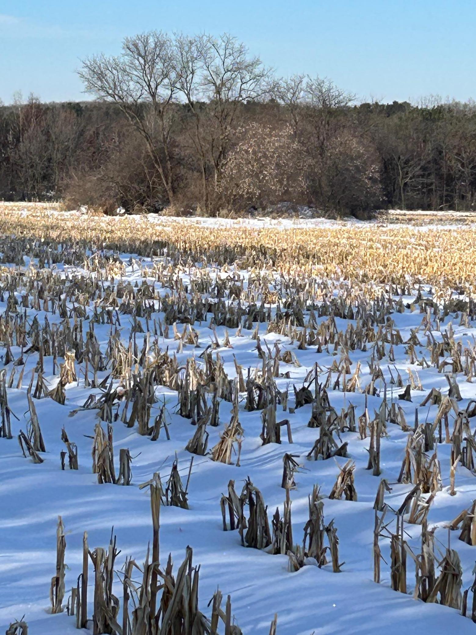 Tbd 220th Street Baldwin, WI 54002 - Photo 4 of 5