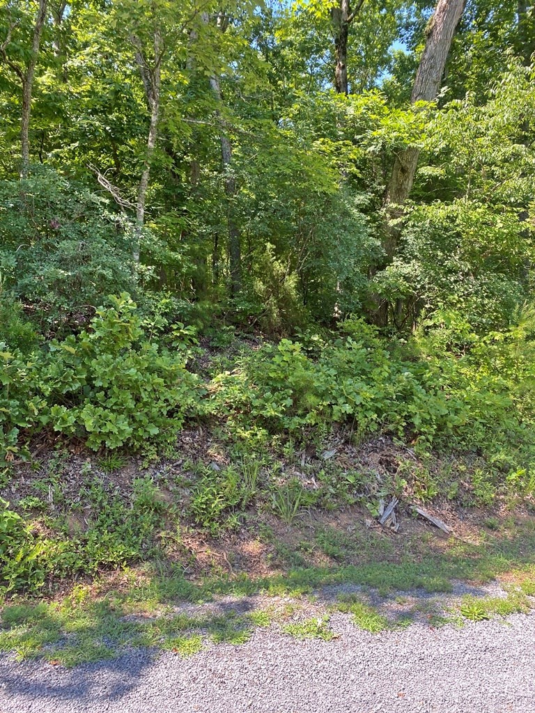 0 Randall Fugate Road Spring City, TN 37381 - Photo 5 of 7 Gallery Image 5