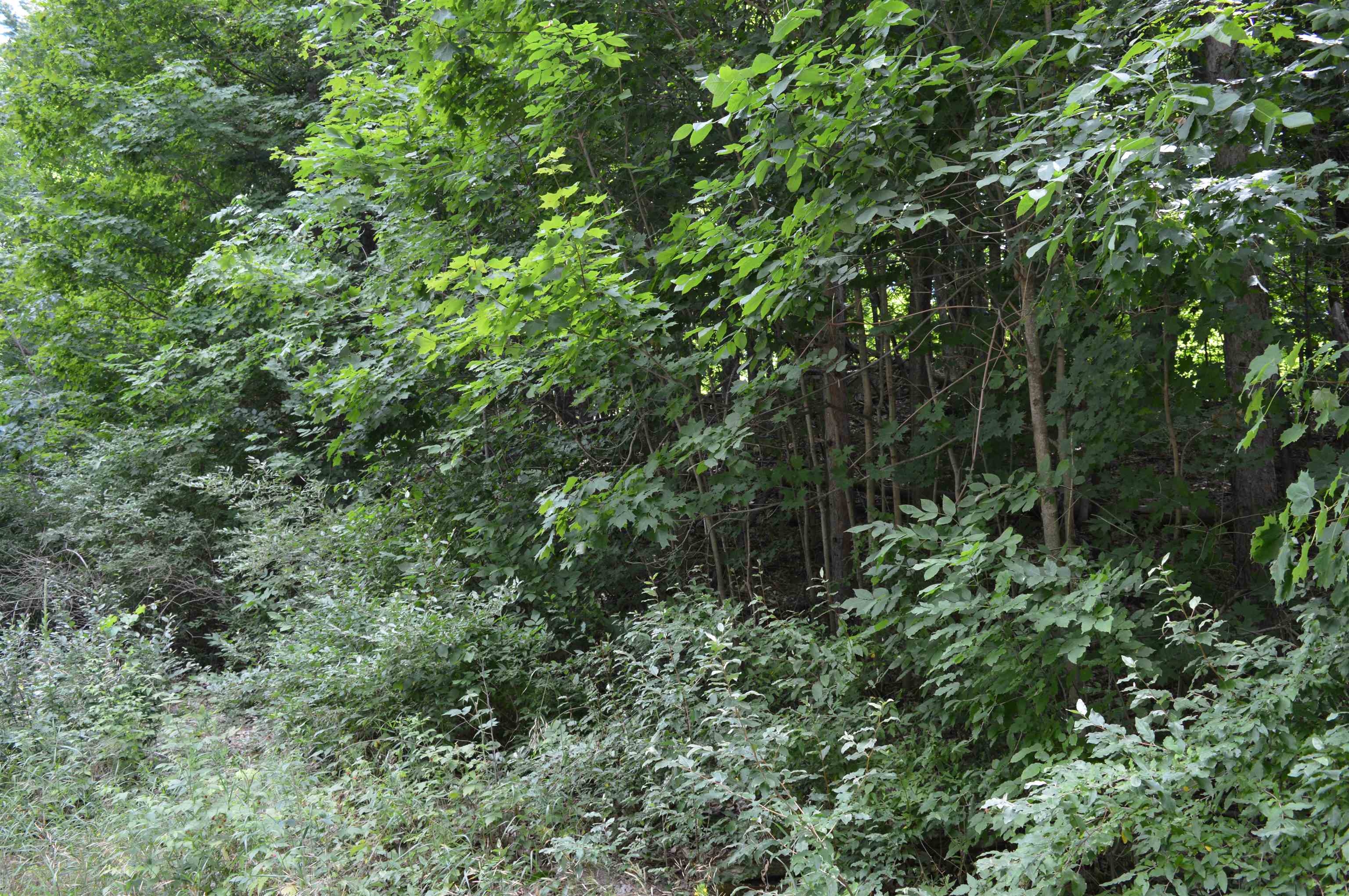 Zimmerman Rd Rapid Rapid City, MI 49676 - Photo 6 of 16