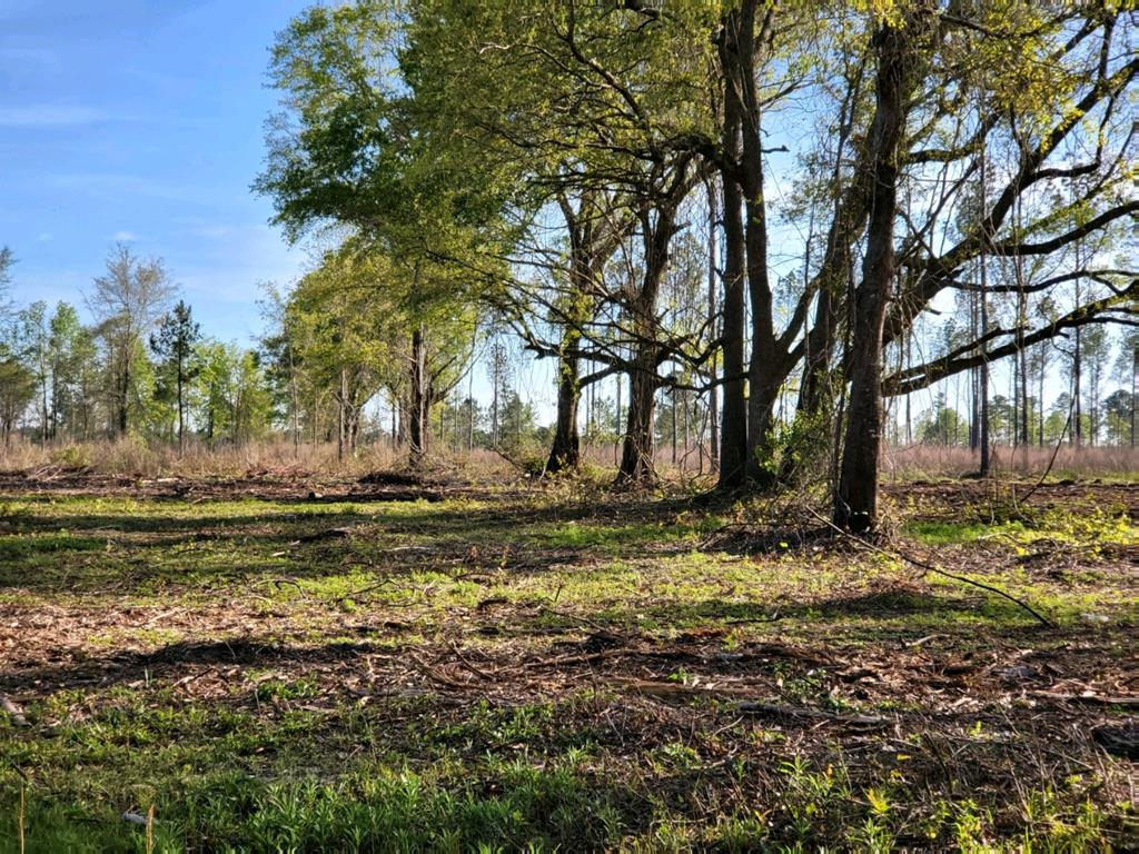 Tract E Conine Road Lakeland, GA 31635 - Photo 1 of 1 Gallery Image 1