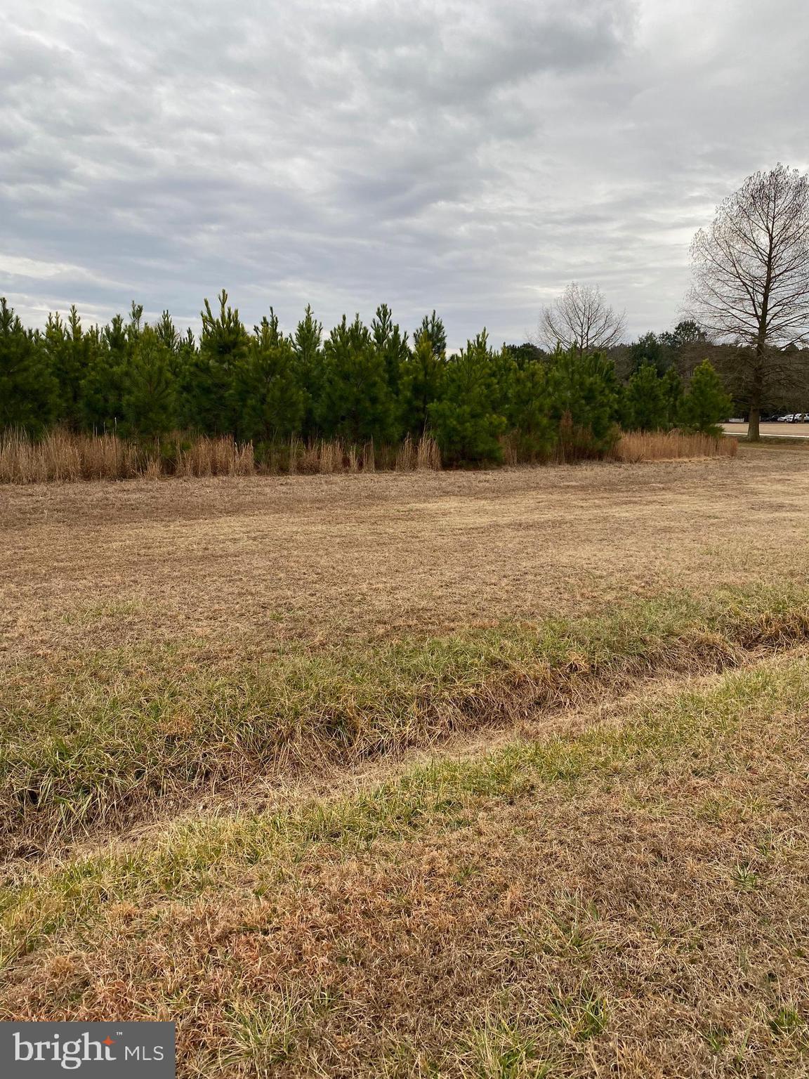 3985 Jesterville Road Tyaskin, MD 21865 - Photo 5 of 24 Young Pines at Road Front