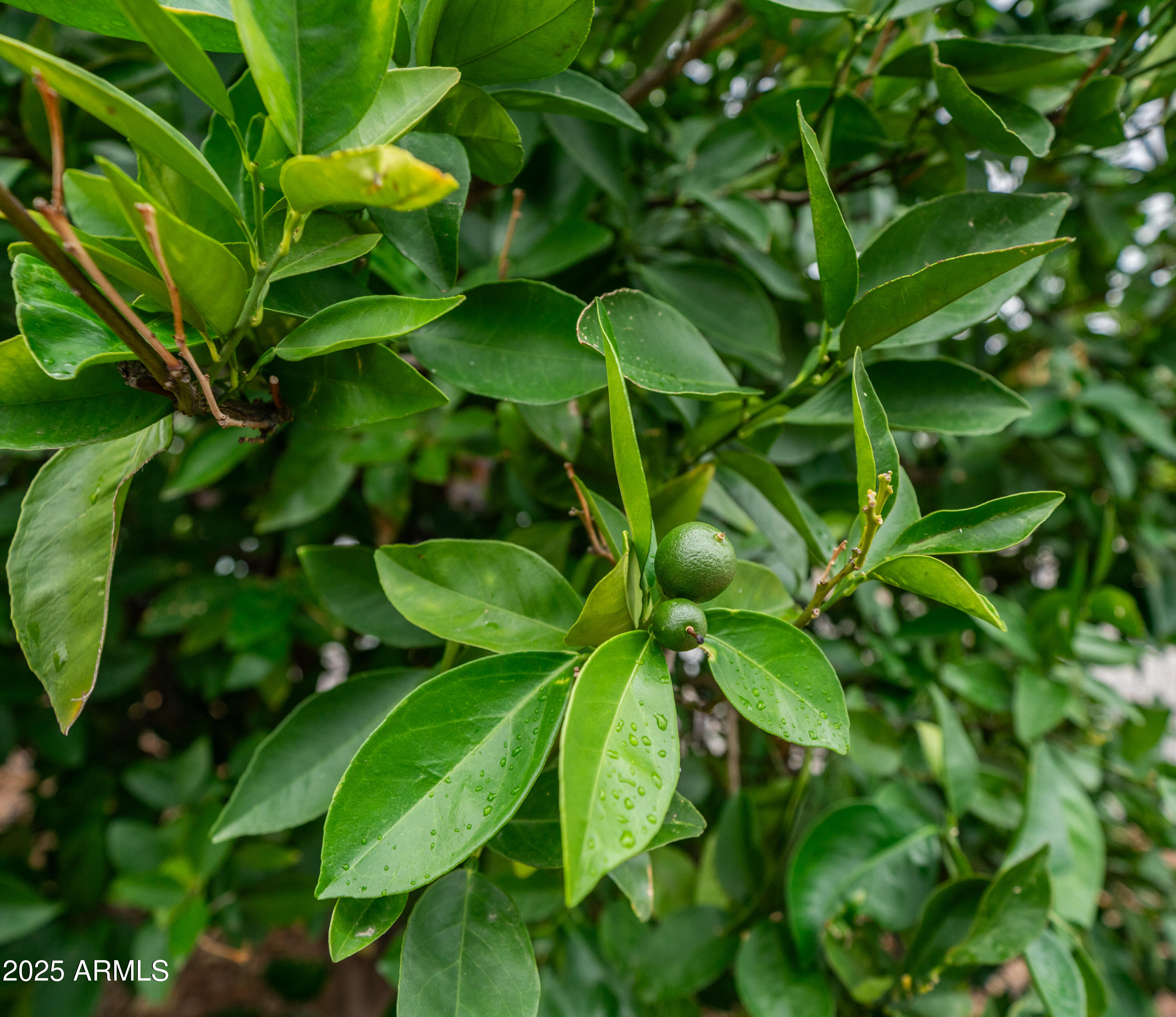 3355 South Cortez Road, Unit 98 Apache Junction, AZ 85119 - Photo 45 of 46 a view of a plant