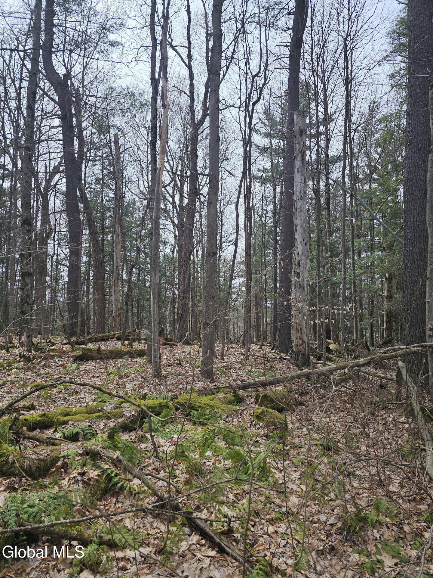 290 Griggs Road Springfield, NY 13468 - Photo 56 of 59 290GriggsRd_68576_57