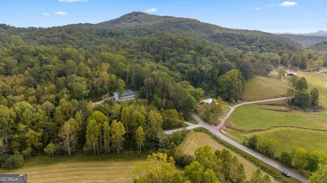 a view of a yard with a plant