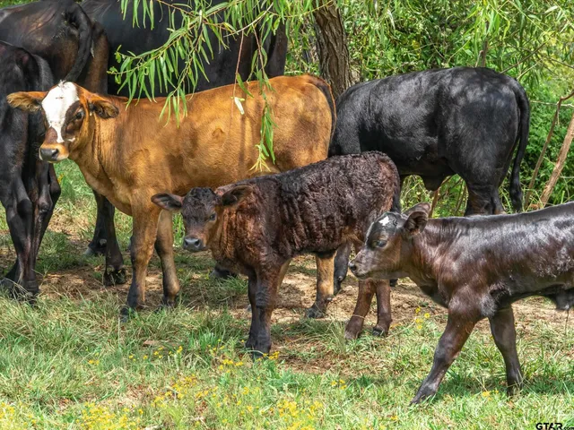a view of a trees with a yard