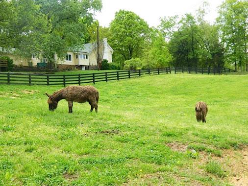 6821 Burkitt Road Antioch, TN 37013 - Photo 16 of 20 VIEW OF SIDE PASTURE AND HOUSE
