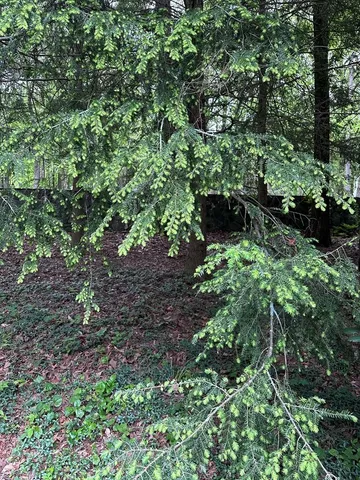 $2,950 | 300 Westwoods Drive, Ellijay, GA 30540