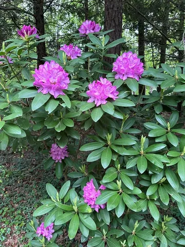 $2,950 | 300 Westwoods Drive, Ellijay, GA 30540