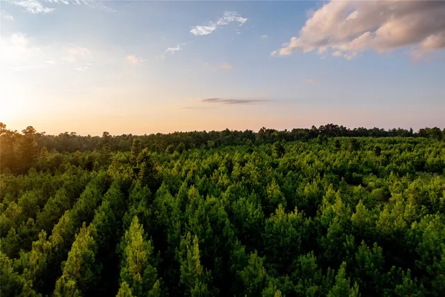 a view of a green field with lots of bushes