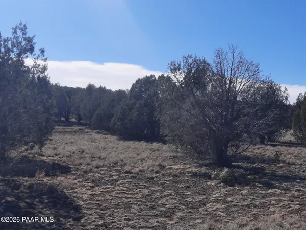 a view of a dry yard with trees