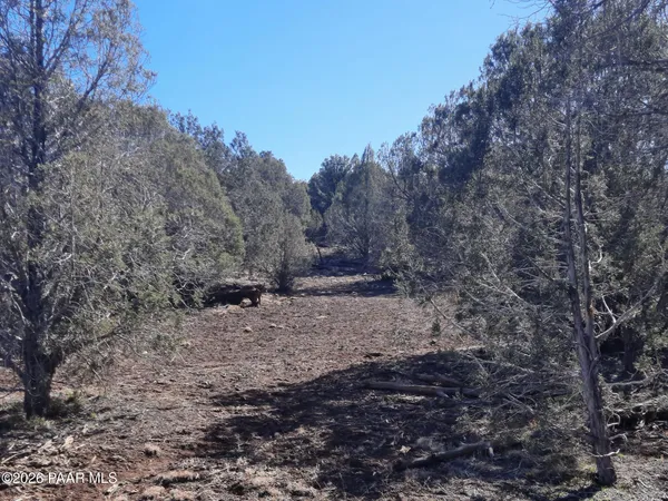a view of a dry yard with trees in the background