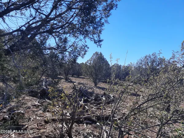 a view of a forest with lots of trees
