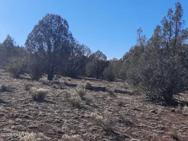 a view of a dry yard with trees