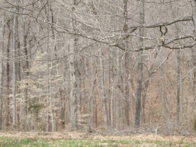 1746 Edgar Dillard Road Greenbrier, TN 37073 - Photo 8 of 11 Wooded n the back for complete privacy