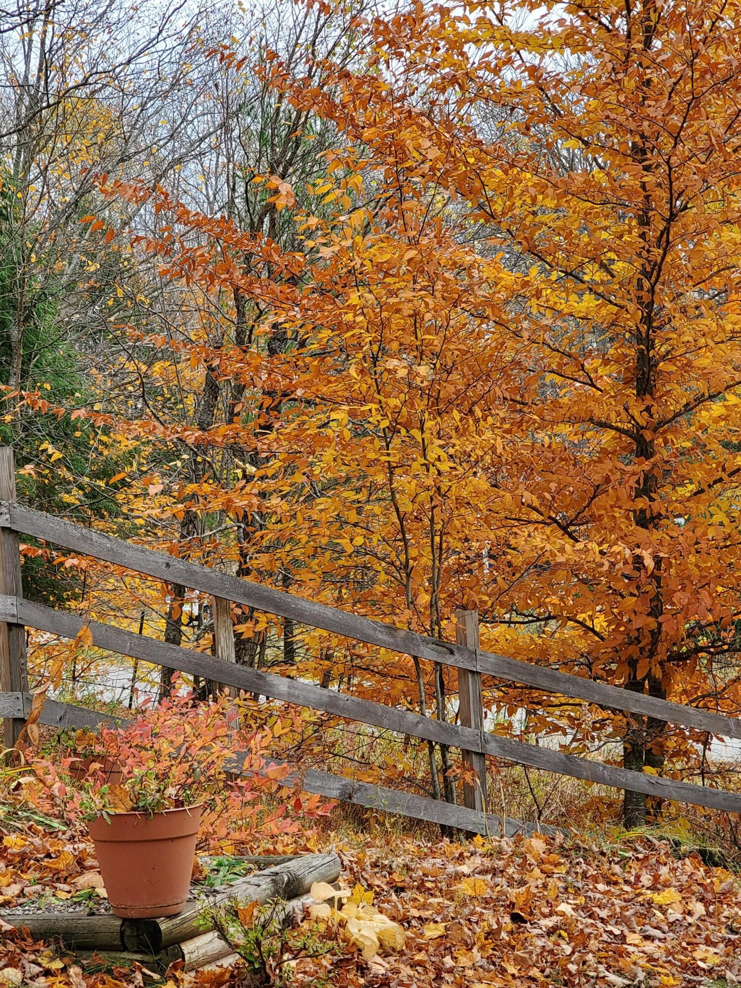 5500 Oley Lake Road Gaylord, MI 49735 - Photo 41 of 44 Fall color