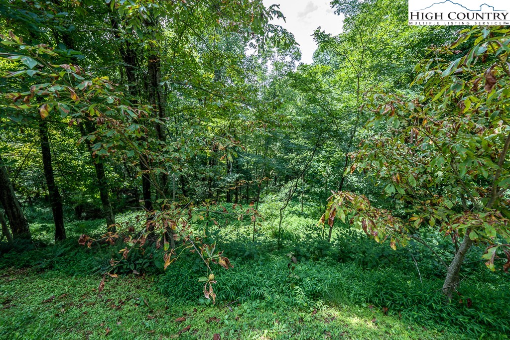 Rhododendron Boone, NC 28607 - Photo 8 of 12 Gallery Image 8