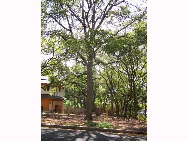 1905 McCall Road Austin, TX 78703 - Photo 1 of 1 a view of a yard with plants and trees