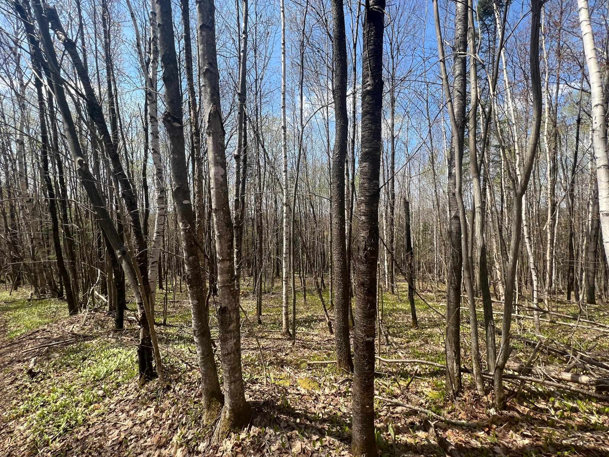 - Back Farm Road Clarksville, NH 03592 - Photo 5 of 7