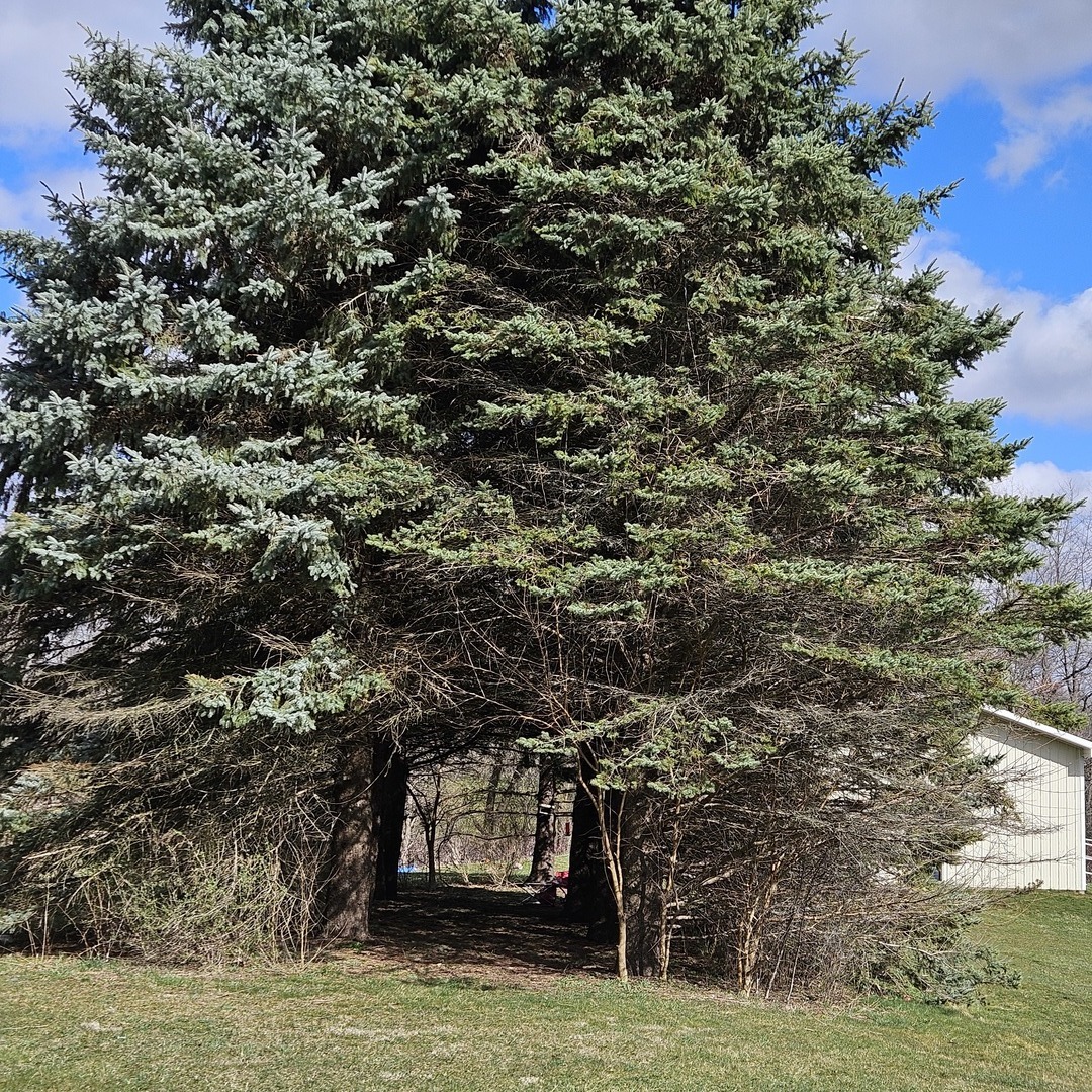 5096 Rotary Road Cherry Valley, IL 61016 - Photo 25 of 28 a view of a large tree with lawn chairs
