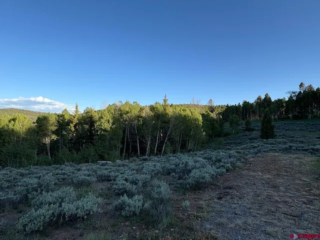 a view of a yard with plants and large trees